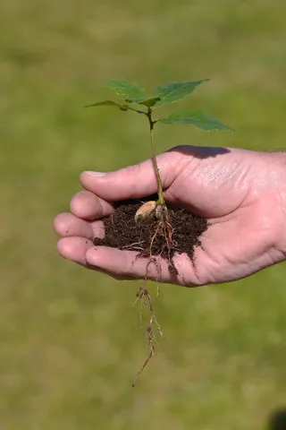 Cum să crească un măslin - cum să planteze casa de măsline - floare