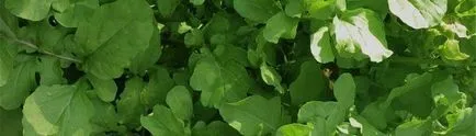 Cum să crească salata de rucola într-o seră