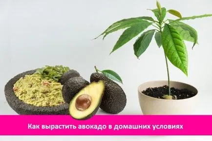 Cum să crească un avocado din piatra la pomi fructiferi