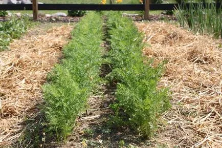 Hogyan növekszik a nagy termés sárgarépa