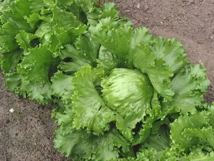 Cum să crească salata verde, răspunsuri la întrebările dvs.