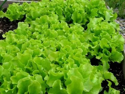 Cum să crească salata verde, răspunsuri la întrebările dvs.