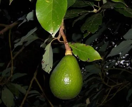 Cum să crească un avocado din piatra la pomi fructiferi