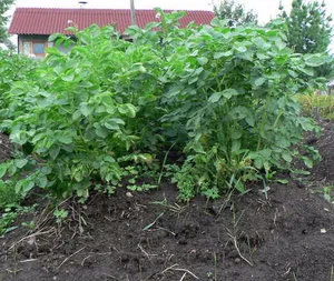 Burgonya Kiwi leírását és jellemzését fajták