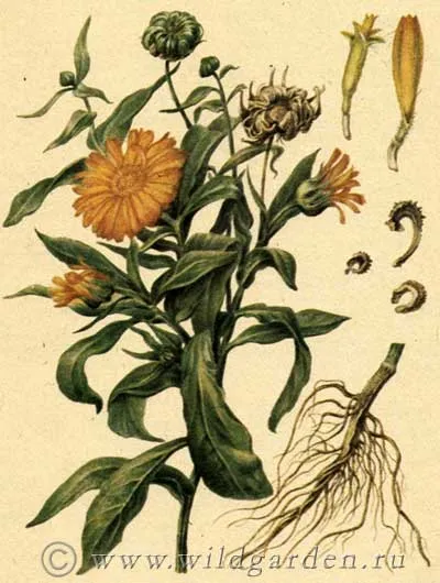 Calendula officinalis - gălbenele - Calendula officinalis - Plante medicinale - fructe și legume de grădină