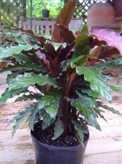 Calathea - a jobb otthoni gondozást, az ötleteim a kert és a kert