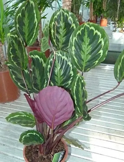 Calathea - a jobb otthoni gondozást, az ötleteim a kert és a kert