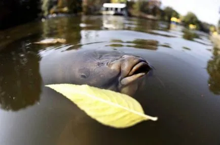 Carp - особено за риболов водоеми