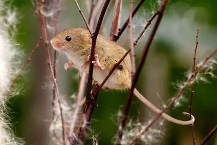 Hogyan védelme és megőrzése az alma az egerekből a téli