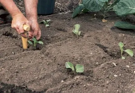 Зеле засаждане и грижи в открито поле, технологиите и селското стопанство, видео и снимки