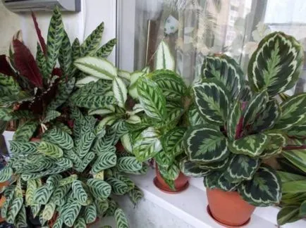 Calathea - a jobb otthoni gondozást, az ötleteim a kert és a kert