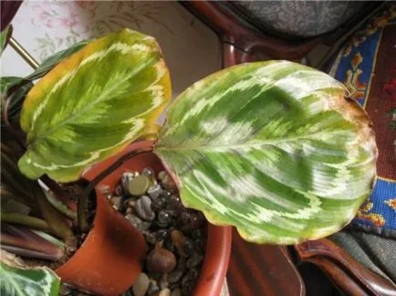 Calathea - a jobb otthoni gondozást, az ötleteim a kert és a kert