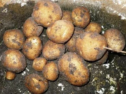 Cartofi Kiwi soiuri caracteristice cu comentarii și fotografii