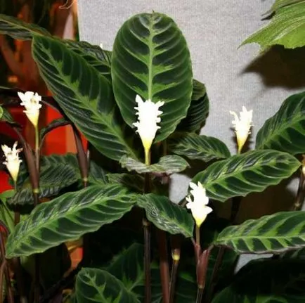 Calathea - a jobb otthoni gondozást, az ötleteim a kert és a kert