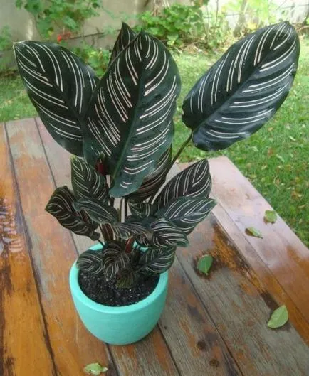 Calathea - a jobb otthoni gondozást, az ötleteim a kert és a kert