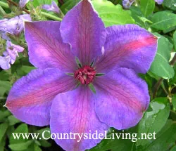 Clematis fotók, fajták, virágok, csoportos