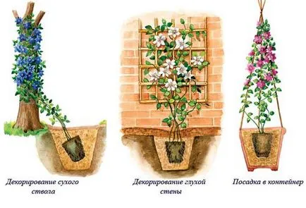 Clematis засаждане, грижи в открито поле