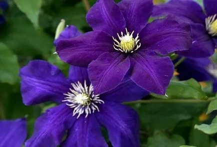 Clematis ültetés, gondozás a nyílt terepen