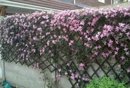 Clematis ültetés, gondozás a nyílt terepen