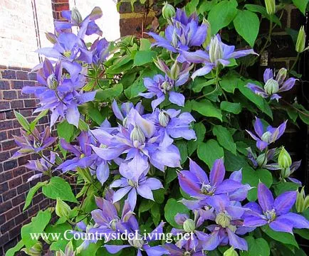 fotografii Clematis, soiuri, flori, grup