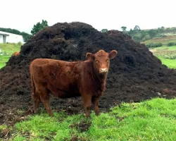 Compost pentru ciuperci de gătit cu propriile sale mâini - cum să facă