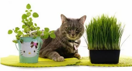 Cserepes növények, amelyek mérgezik macskák - belsőépítészet - belső, a ház, feng shui, otthon