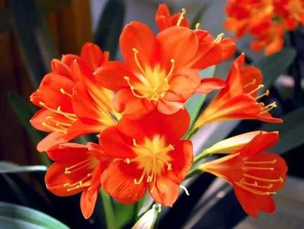 Clivia засаждане и грижи в дома, снимките