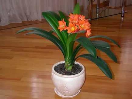 Clivia засаждане и грижи в дома, снимките