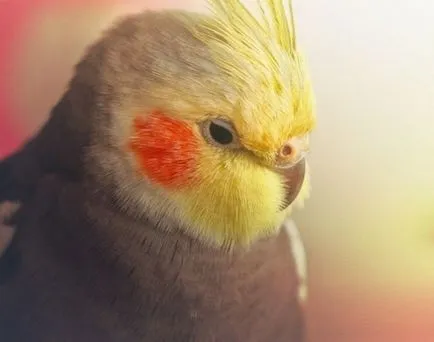 Amikor eutanáziát papagáj Corell, a madarak