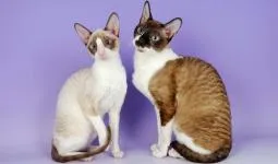 Cornish Rex fotografie, descriere rasa, de îngrijire