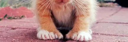 Cat американски polydactyl, котка порода американски polydactyl, американски polydactyl котка