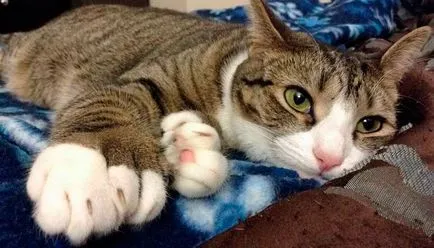 Cat американски polydactyl, котка порода американски polydactyl, американски polydactyl котка