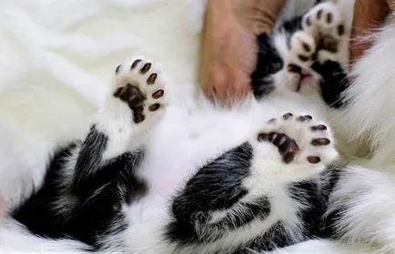 Cat американски polydactyl, котка порода американски polydactyl, американски polydactyl котка