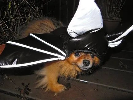 Jelmezverseny kutyák Halloween, novella hosszú tacskó
