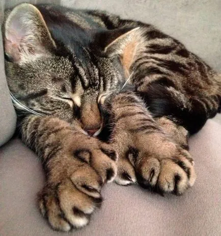 Cat американски polydactyl, котка порода американски polydactyl, американски polydactyl котка