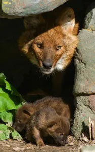 Red Wolf rövid leírása