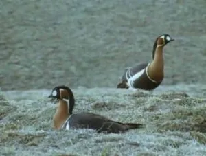 Branta ruficollis