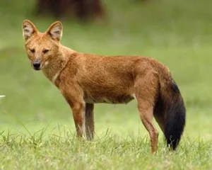 Red Wolf rövid leírása