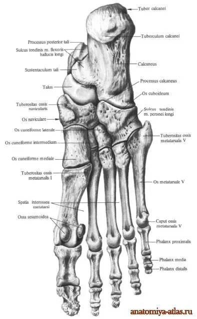 Bones a lábát - ez