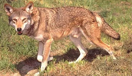 Red Wolf fotó