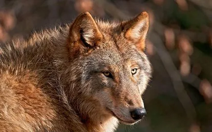 Red Wolf fotografie