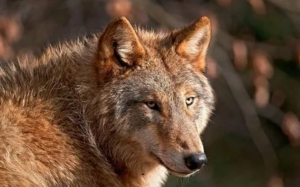 Red Wolf fotó