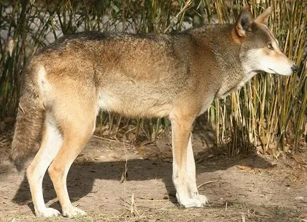 Red Wolf fotografie