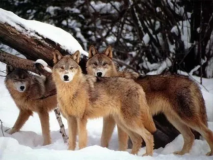 Red Wolf fotó