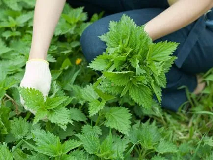 Csalán haj recept, és a húsleves, és infúziós maszkok