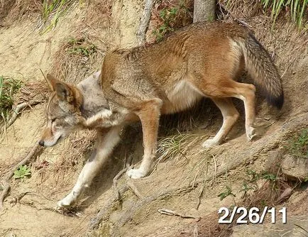 Red Wolf fotografie