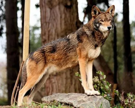 Червен вълк (планински) описание на вида, броя