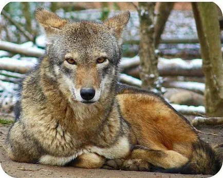 Red Wolf fotografie