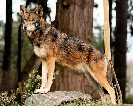 Red Wolf fotó