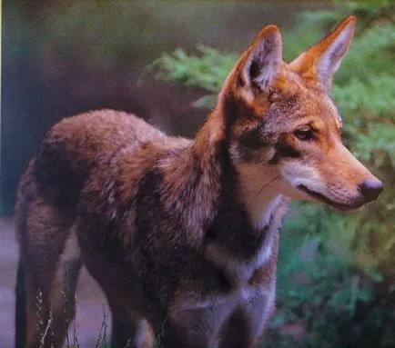 Red Wolf fotó